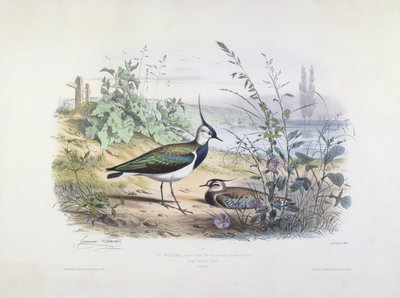 Female and Male Lapwing by Edouard Travies